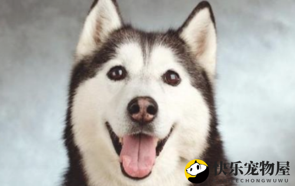 夏日阿拉斯加犬如何度过？这类雪橇犬的夏日生活如同升级！