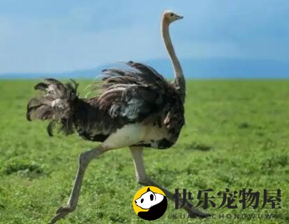 鸵鸟品种一览