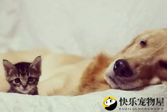 黄金猎犬母爱爆发，主动照顾被妈妈抛弃的小猫，一狗一猫融化人心