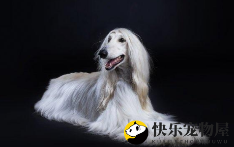阿富汗猎犬怎么训练不乱吠叫？速速来get