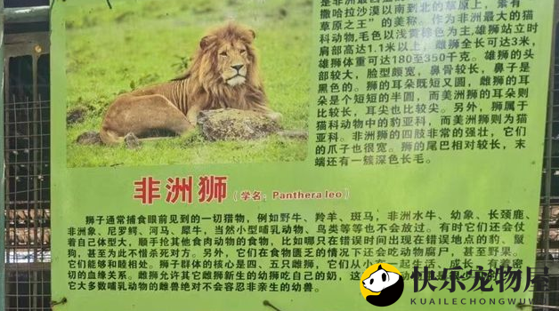 金毛狗“变身”非洲狮？可怜的家长：这下该怎么给孩子解释呢