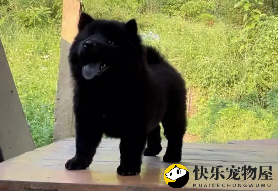 饲养前的小知识，土松犬的特征