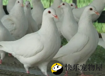 鸽子品种大揭秘