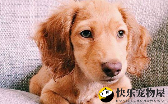 金毛属于什么犬？一探究竟