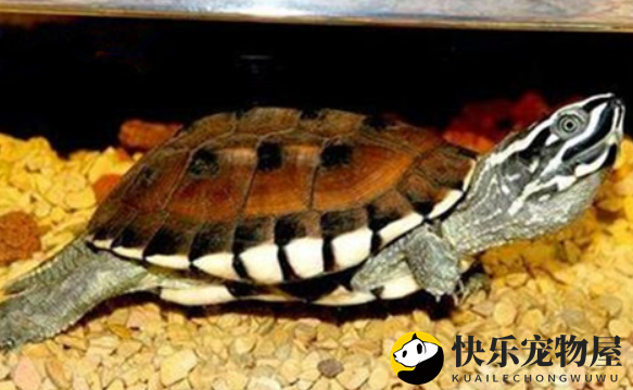 食螺龟是否凶猛？混养佳选，值得信赖