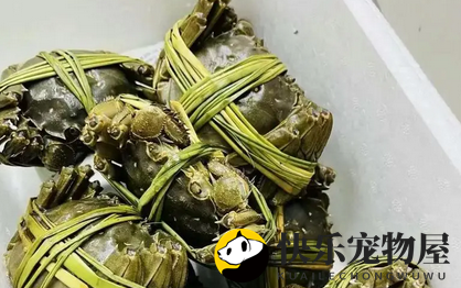 黄河口大闸蟹怎么吃啊