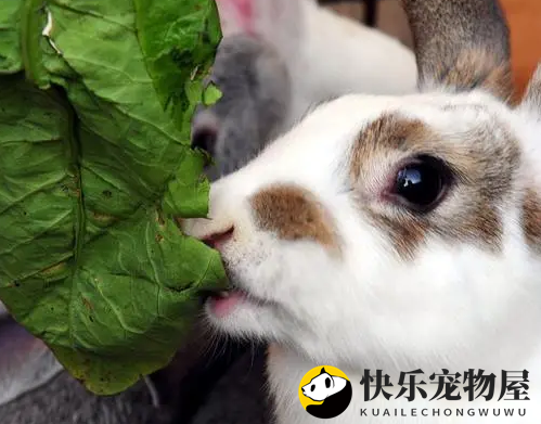 霉菌危害大，兔子腹胀急救法！