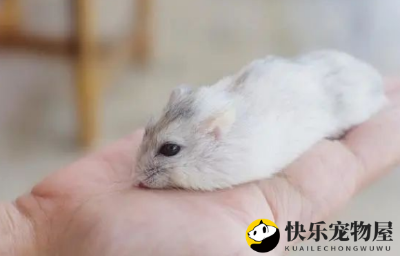 金丝熊与仓鼠的区别全揭秘：助您轻松分辨萌宠身份