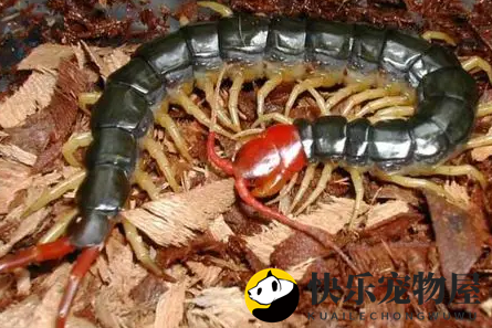 阳台有蜈蚣是怎么来的