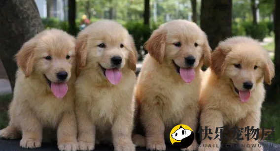适合家里面有小朋友饲养的几种犬,看完你就知道了 适合家里面有小朋友饲养的几种犬,看完你就知道了
