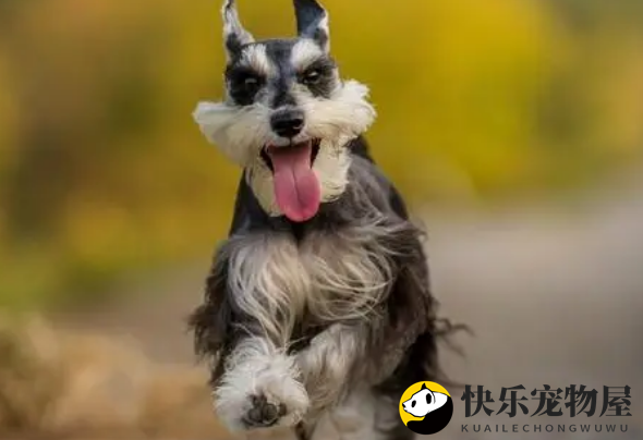 雪纳瑞幼犬怎样选？你知道吗？