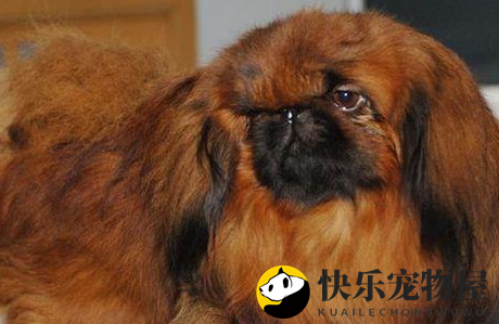 鹰叭犬:鹰面犬,珍稀程度超越大熊猫 鹰叭犬:鹰面犬,珍稀程度超越大熊猫