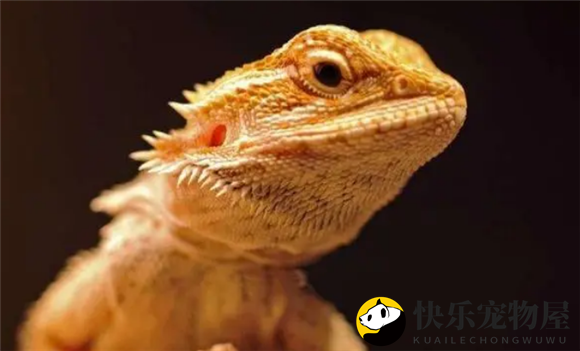 鬃狮蜥的饲养攻略，新手朋友们必看