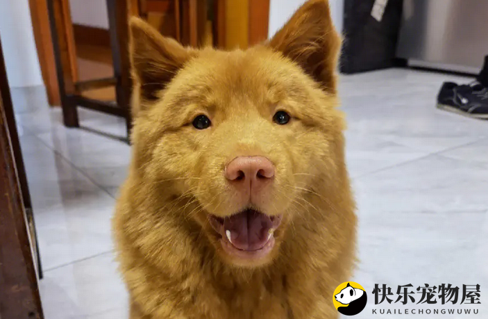 饲养前的小知识，土松犬的特征