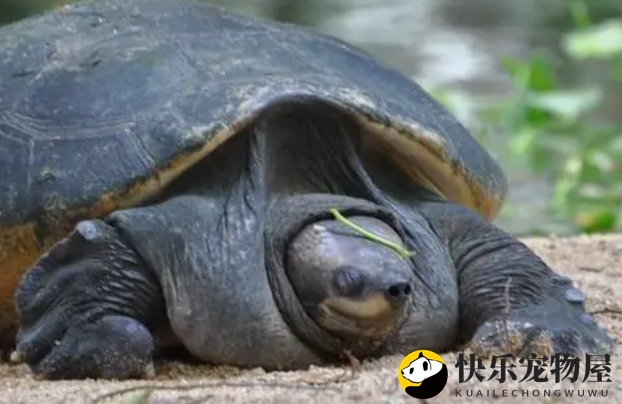 马来西亚巨龟：半水龟还是全水生？