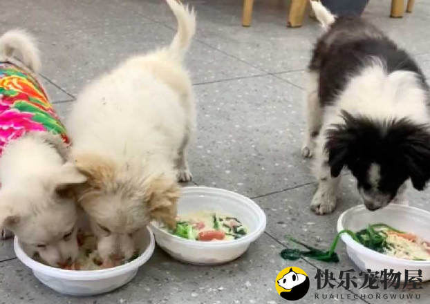 饭店老板邀请流浪狗进店用餐，却遭举报不卫生，老板选择收养！
