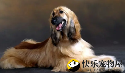 阿富汗猎犬怎么训练不乱吠叫？速速来get