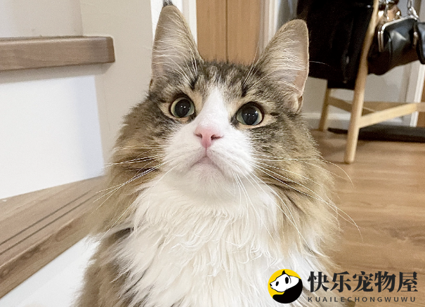 邻居的猫总来网友家玩，惹得邻居很生气，威胁要报警