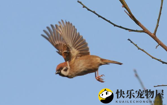 麻雀的飞行高度