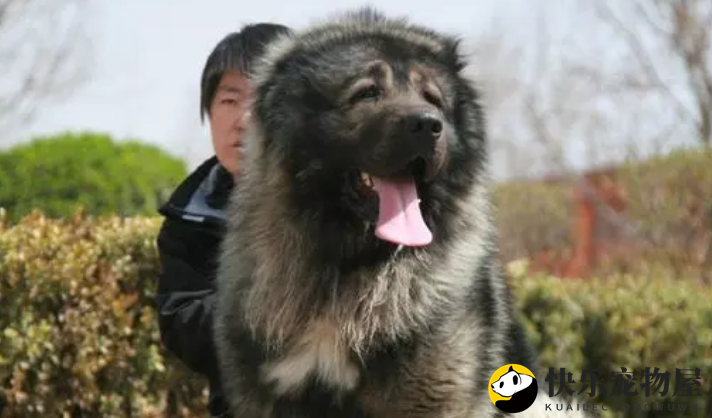 高加索犬揭秘?在狗界中属凶猛之列 高加索犬揭秘?在狗界中属凶猛之列