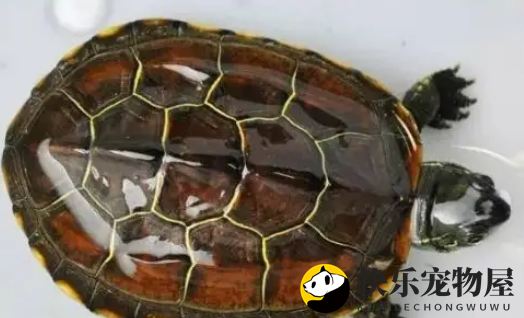 龟池不换水？得有这个前提条件