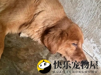 金毛临盆前的显著征兆