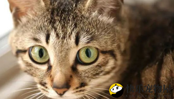 那些你不知道的狸花猫冷知识，来看看吧！
