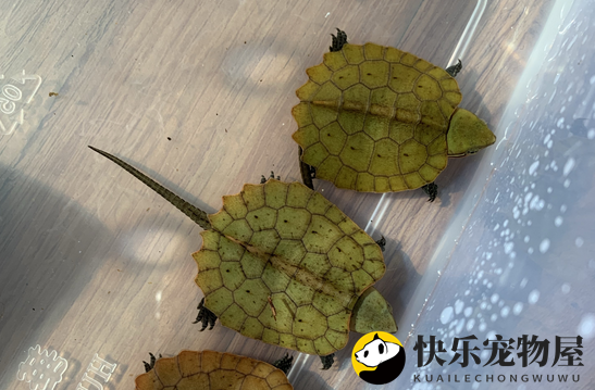 鹰嘴龟的照料指南，一图详解！