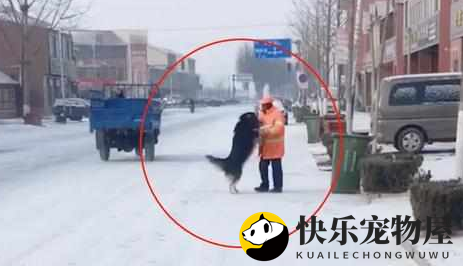 阿拉斯加散步路人总是躲得远远的，直到有一天遇到了环卫工大爷