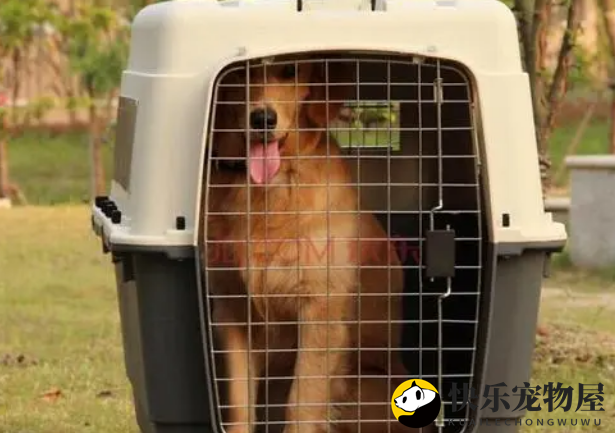 飞翔宠物托运表现解析