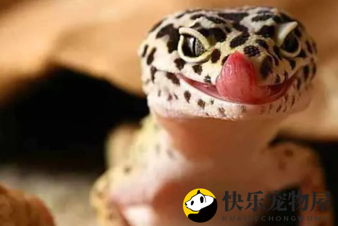 饲养守宫常见疾病有哪些