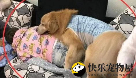金毛突然“狼性大发”, 趁女主人睡觉, 做出这么尴尬的事！