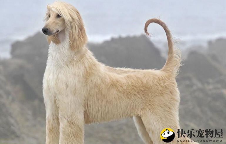 阿富汗猎犬喂养 饮食饮水固定比例