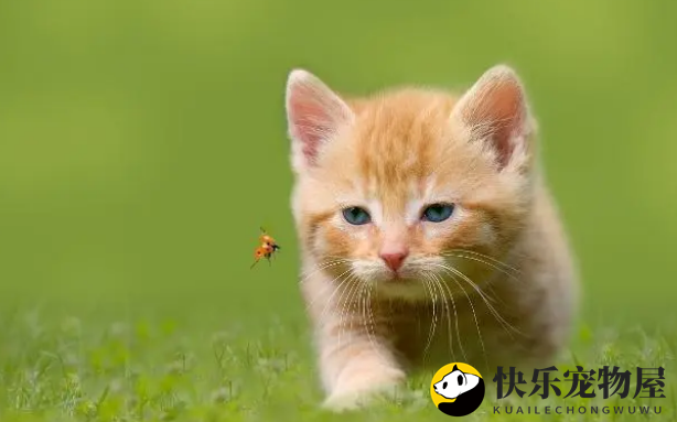 饮食误区，铲屎官不能总用猫粮喂，分年龄段喂养才正确