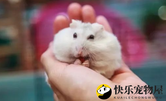 金丝熊仓鼠怎么养？看这里，教你轻松成为养鼠达人！