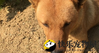 铲屎官带狗狗去看“打牌”，狗狗坐着都能睡着？网友：姿势太帅了