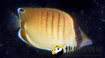 鞭蝴蝶鱼美食探秘