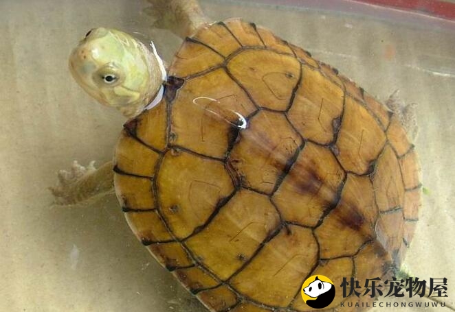 黄喉拟水龟的寿命揭秘：是否让你惊讶