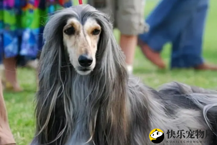 阿富汗猎犬聪明吗？孤傲内敛是它的性格