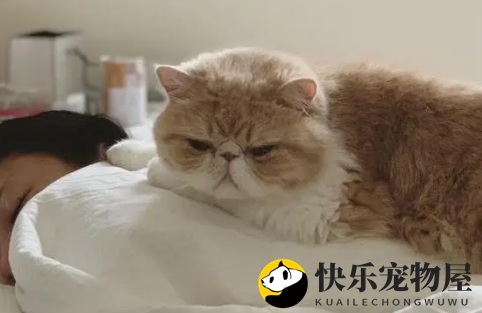与布偶猫并驾齐驱的加菲猫，表情如此迷人，让人忍不住想将它带回家