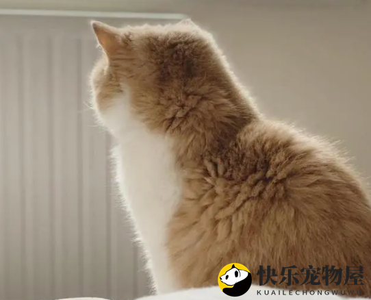 与布偶猫并驾齐驱的加菲猫，表情如此迷人，让人忍不住想将它带回家