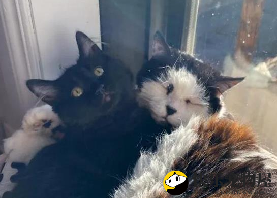 黑猫因病错失领养机会，却热衷交友