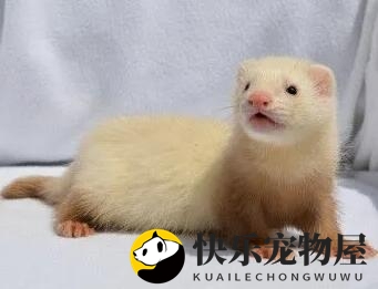 揭秘香槟色貂，这里有你想要的答案
