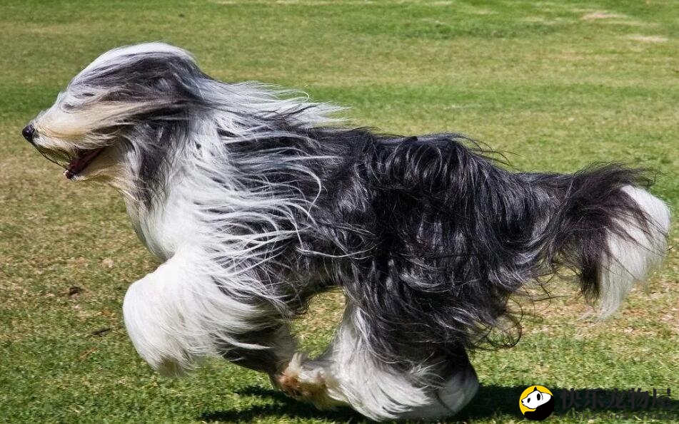 长须柯利牧羊犬的外貌与性格