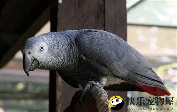 非洲灰鹦鹉价格，看看和你预期的差多少~