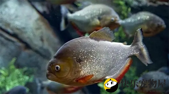 食人鱼能否成为美食