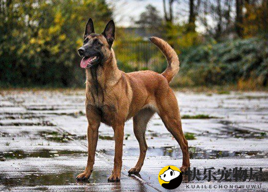 马犬的打斗限制，了解其潜在身体缺陷
