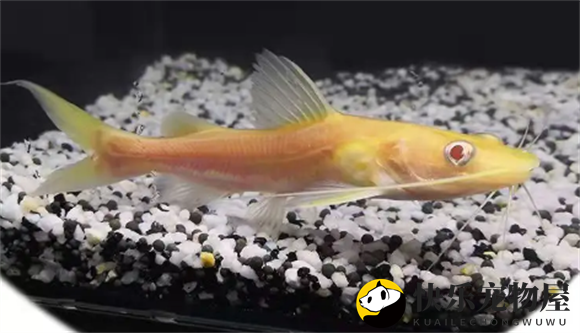 金丝猫鱼的养护之道——适宜水温20至30度？