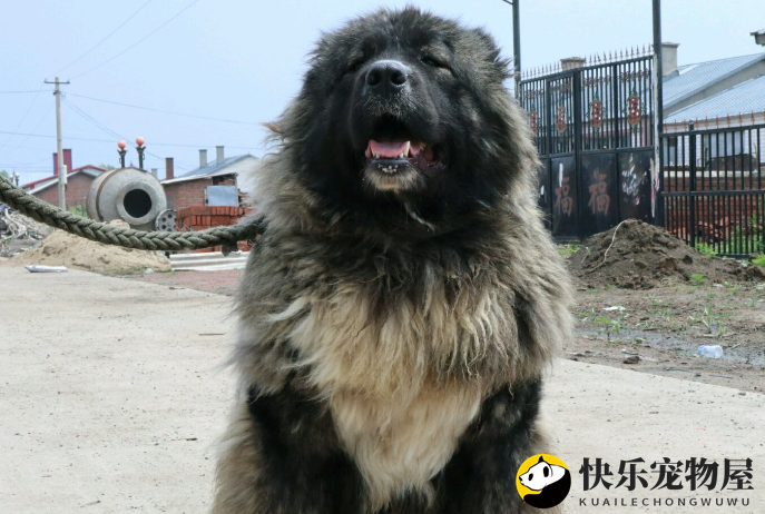 高加索犬如何避免攻击行为？宠物主人必看
