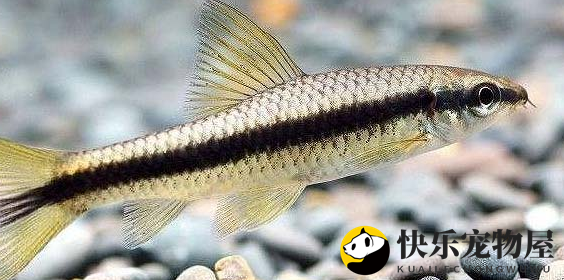 黑线飞狐介绍！